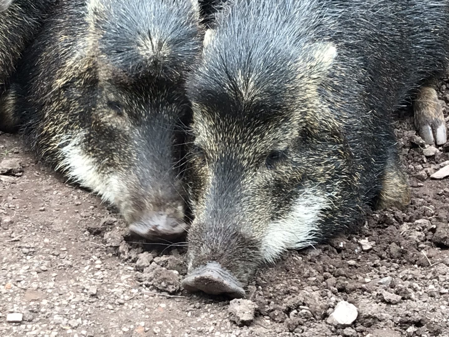 Southern white-lipped peccaries 230619