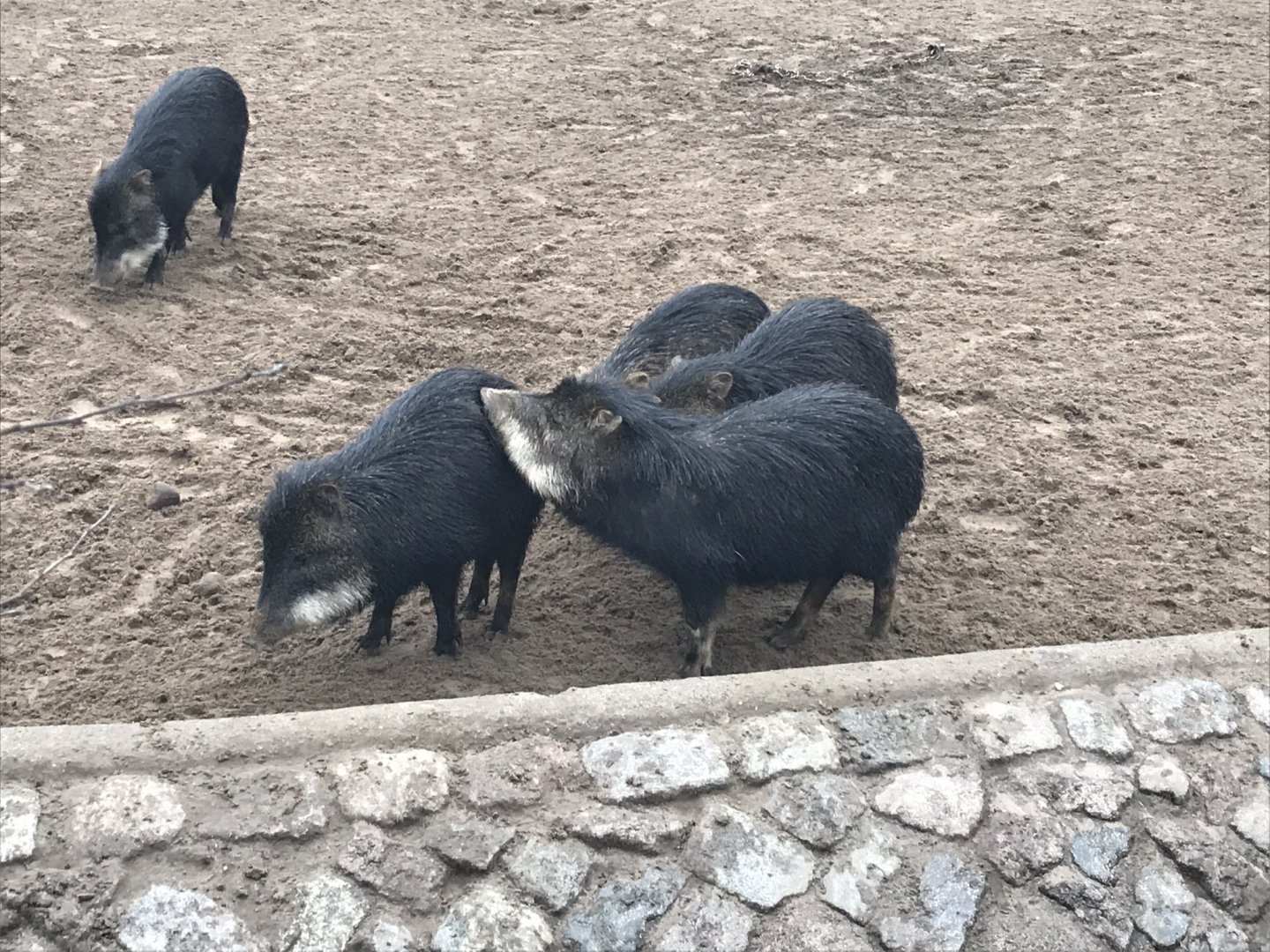 Southern white-lipped peccaries 290118
