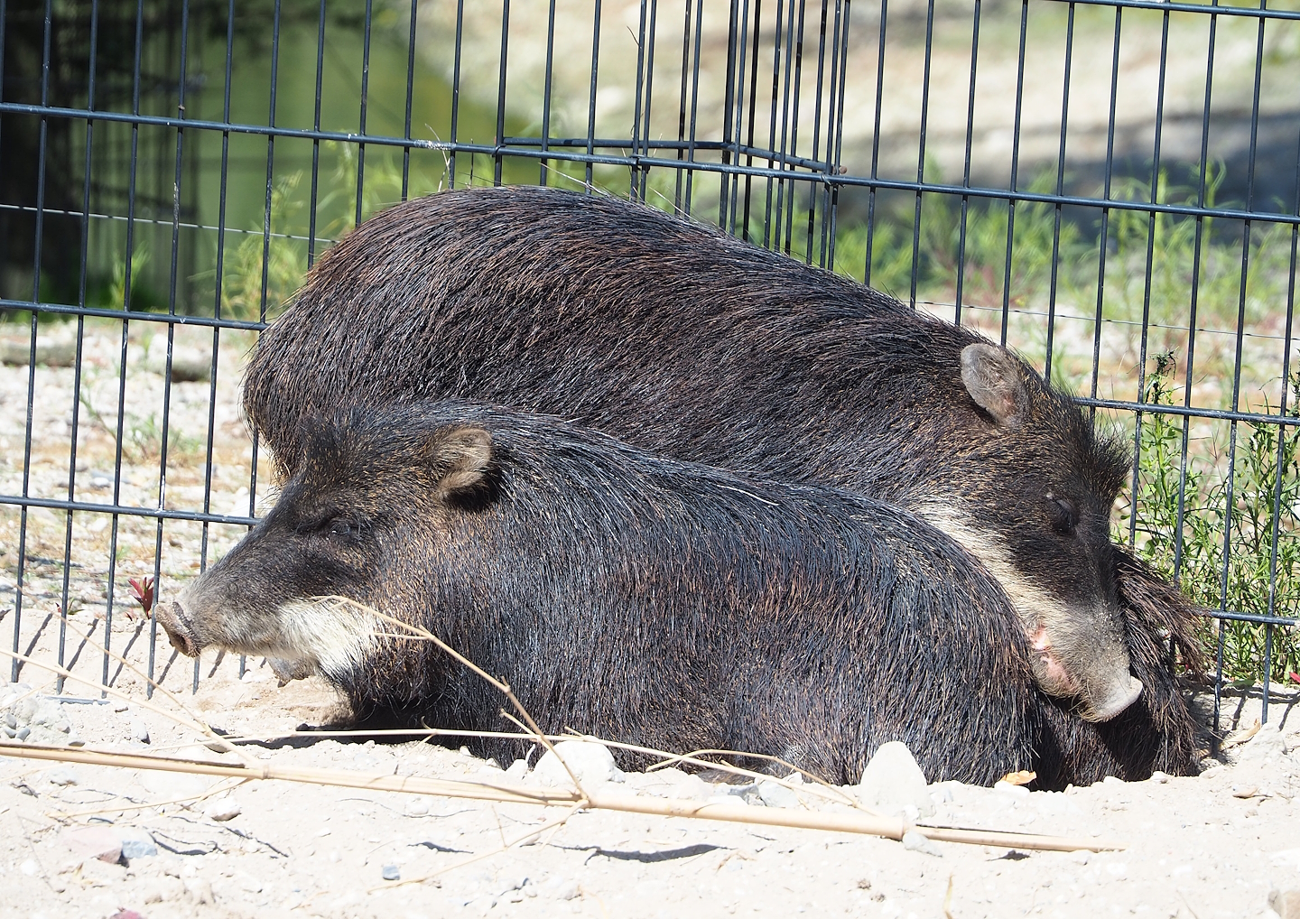 Southern white-lipped peccaries (Tayassu pecari albirostris), 2023-05-31