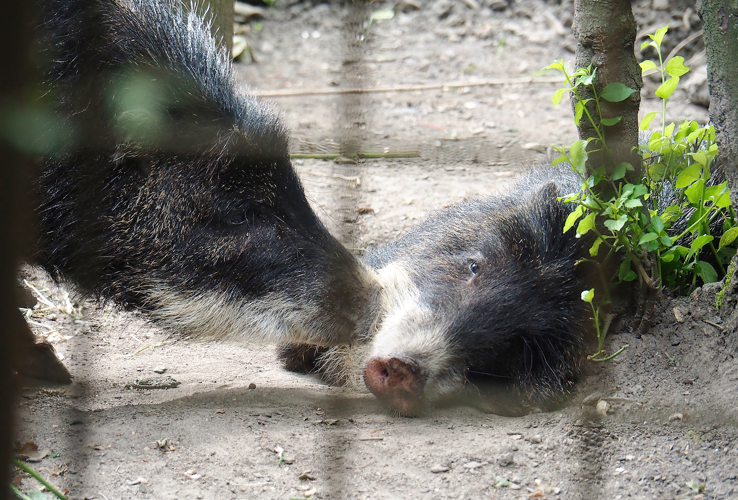 Southern white-lipped peccaries (Tayassu pecari albirostris), 2023-07-18
