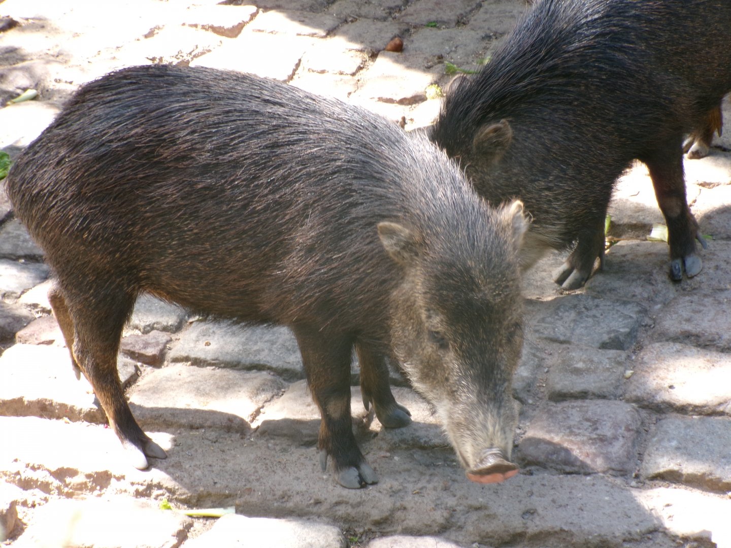 Southern white-lipped peccaries