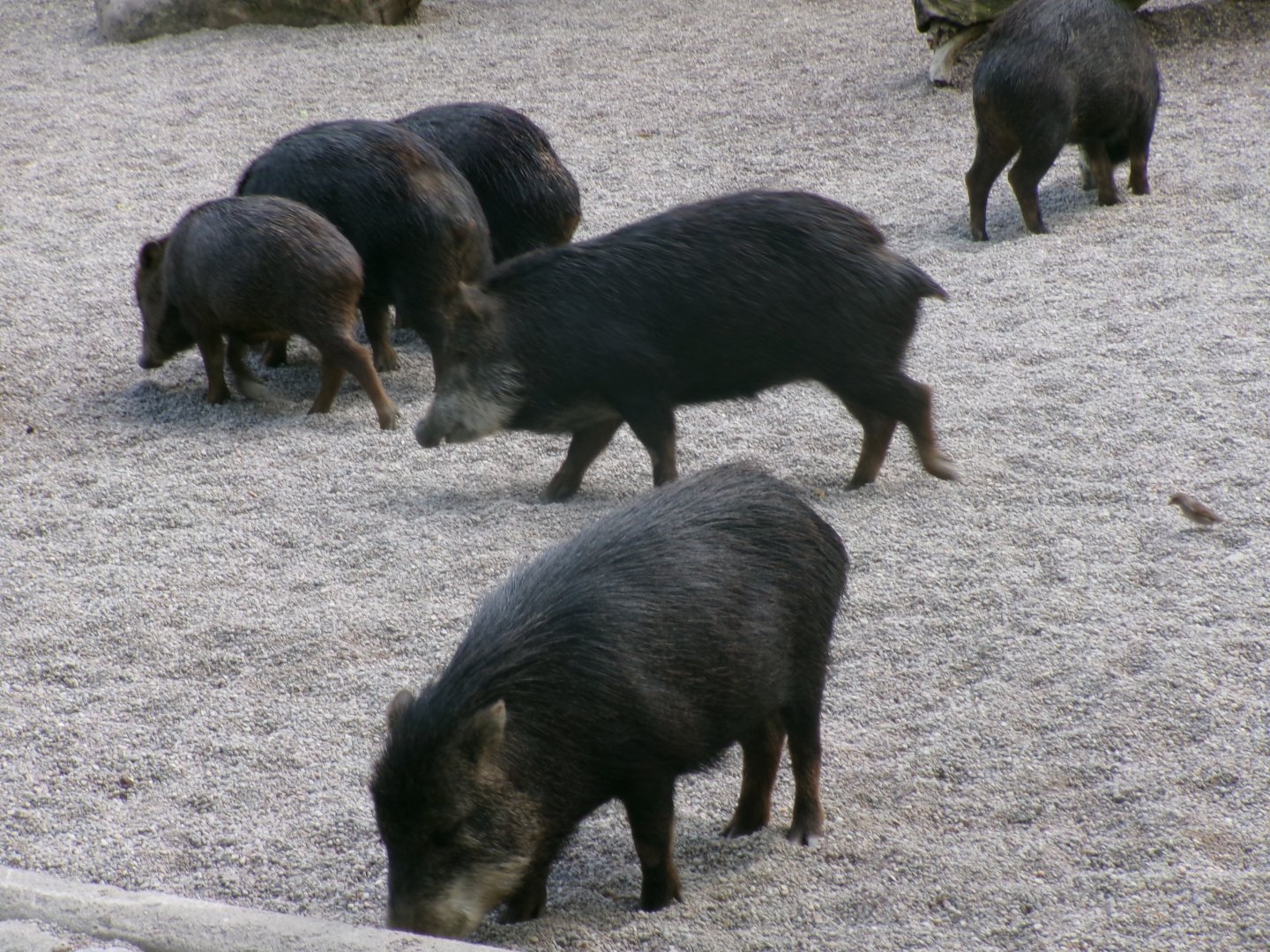 Southern white-lipped peccaries