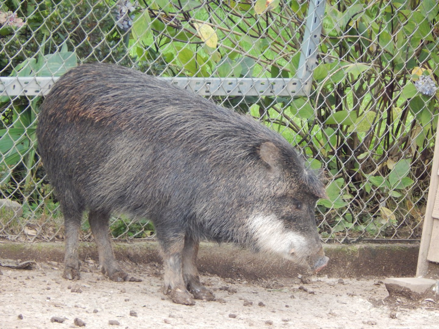 Southern white-lipped peccary 050925