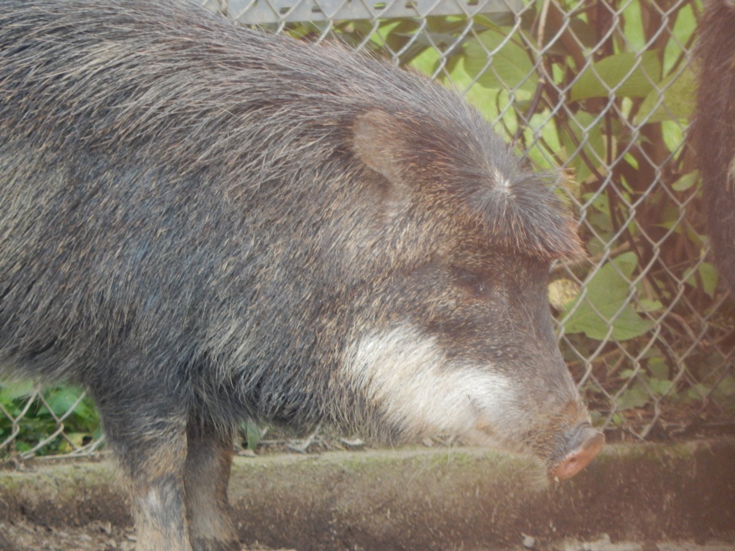 Southern white-lipped peccary 050925