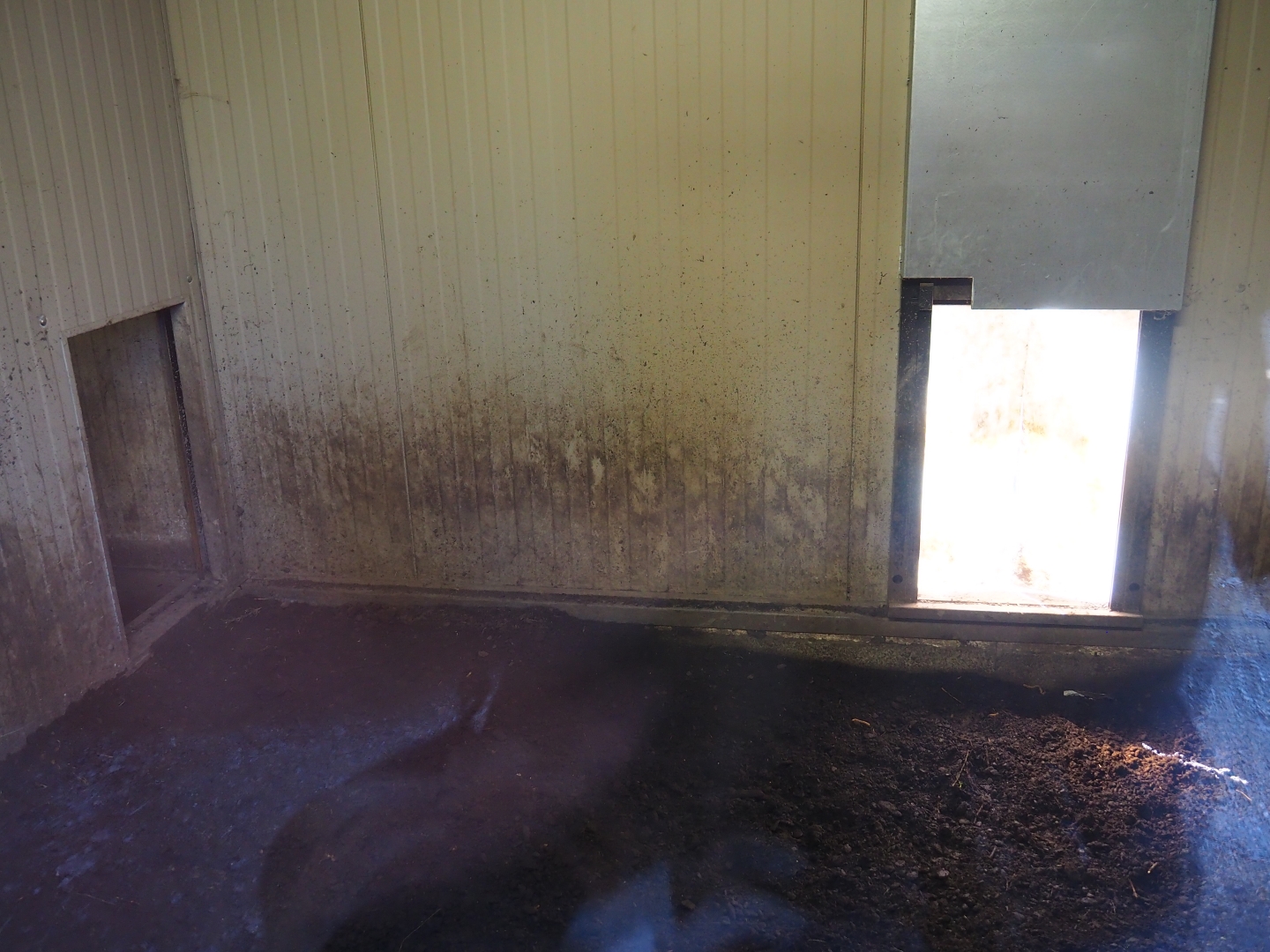 Southern white-lipped peccary den, 2019-03-30