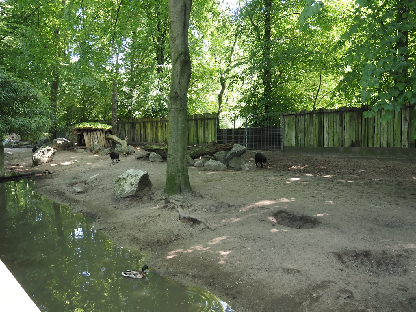 Southern white-lipped peccary exhibit, 2024-06-08