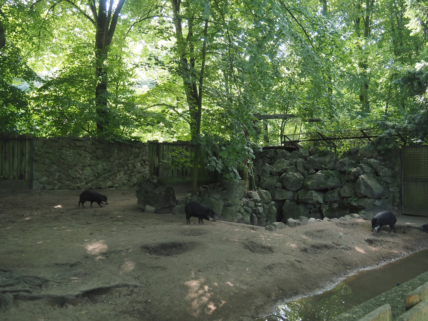Southern white-lipped peccary exhibit, 2024-06-08