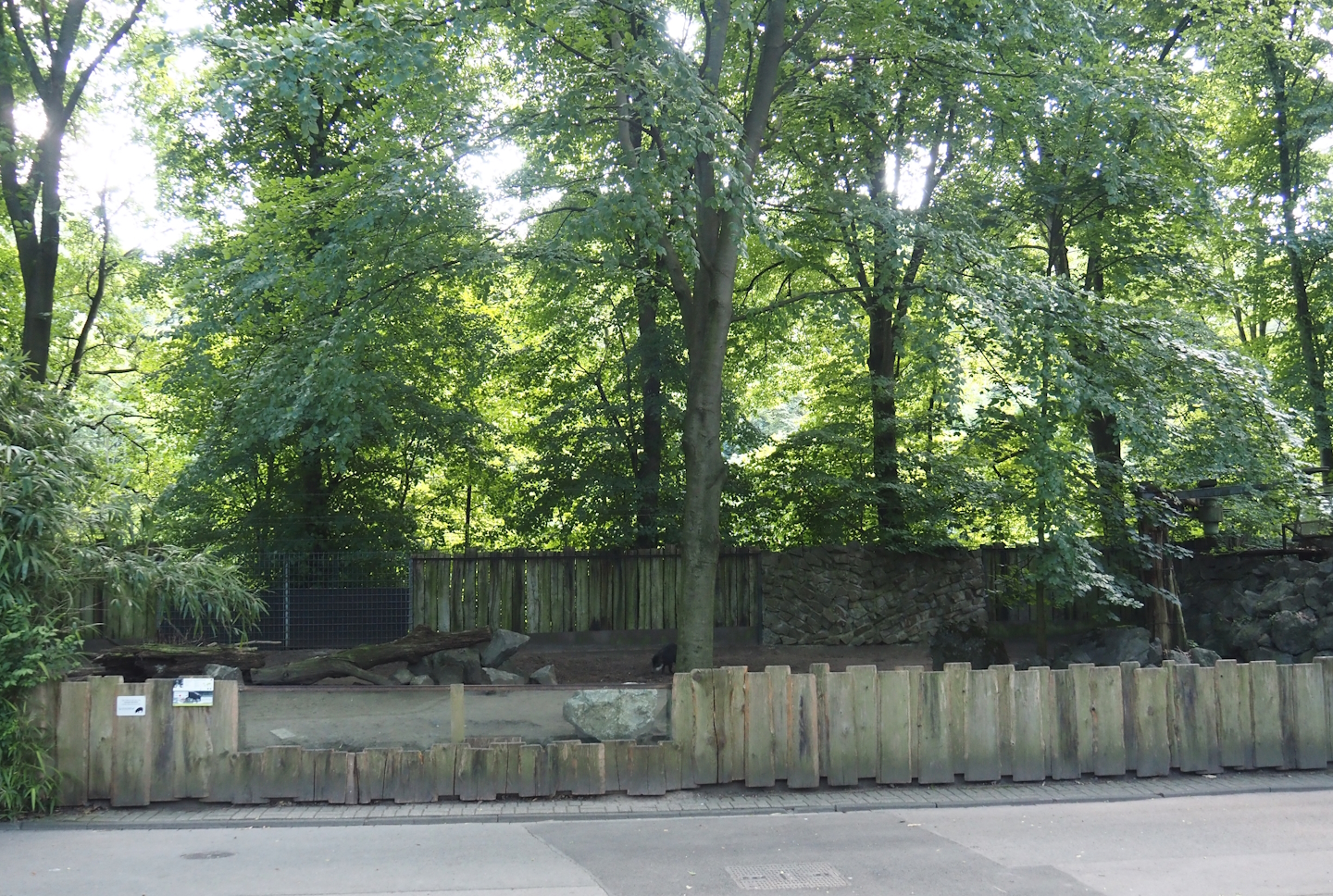 Southern white-lipped peccary exhibit, 2024-06-08