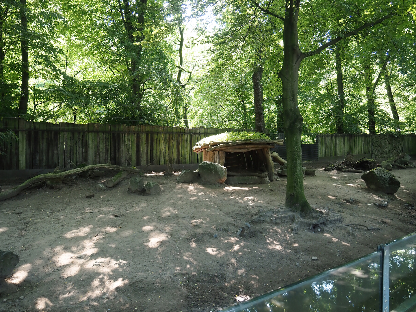 Southern white-lipped peccary exhibit, 2024-06-08