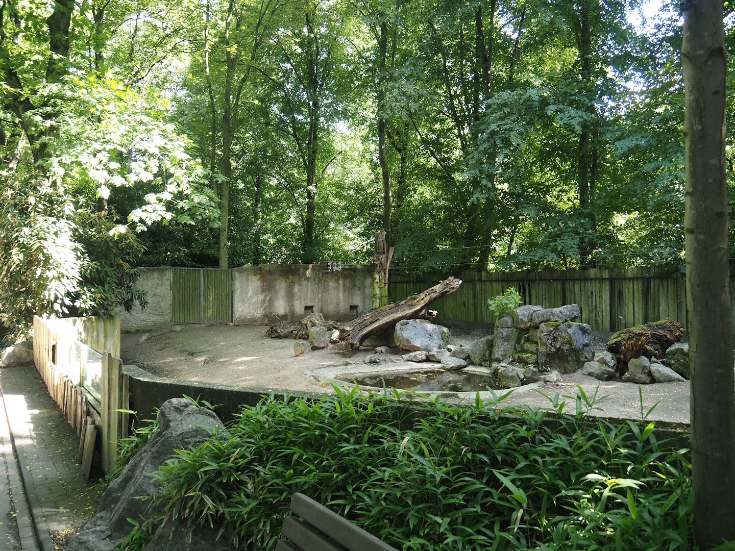 Southern white-lipped peccary exhibit, 2024-06-08