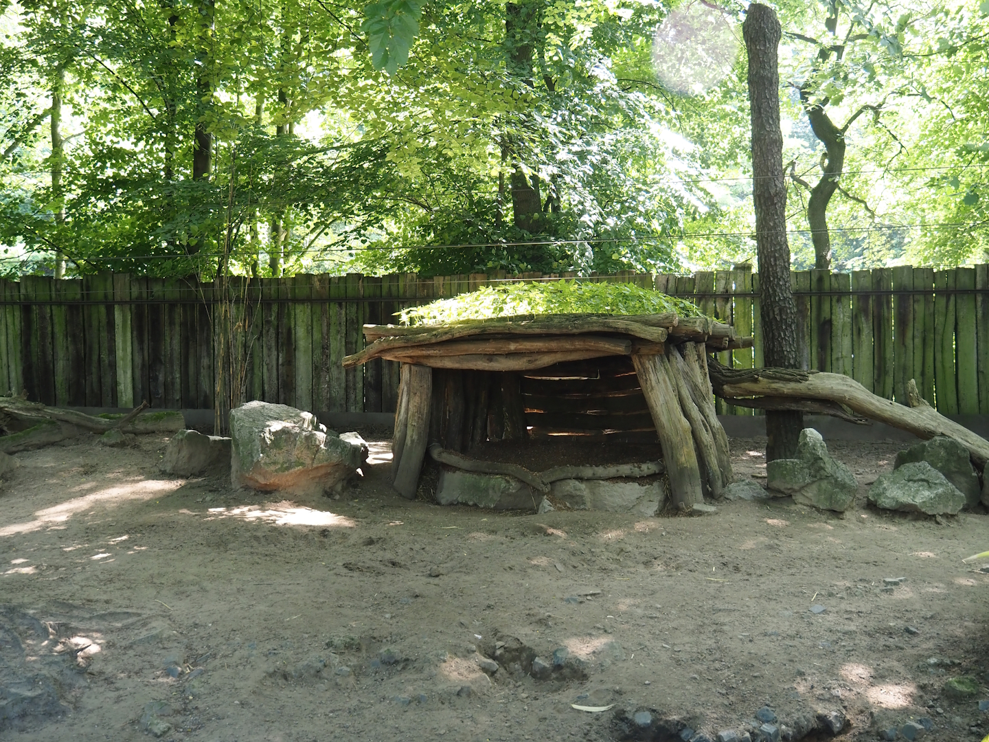 Southern white-lipped peccary exhibit - Shelter, 2024-06-08