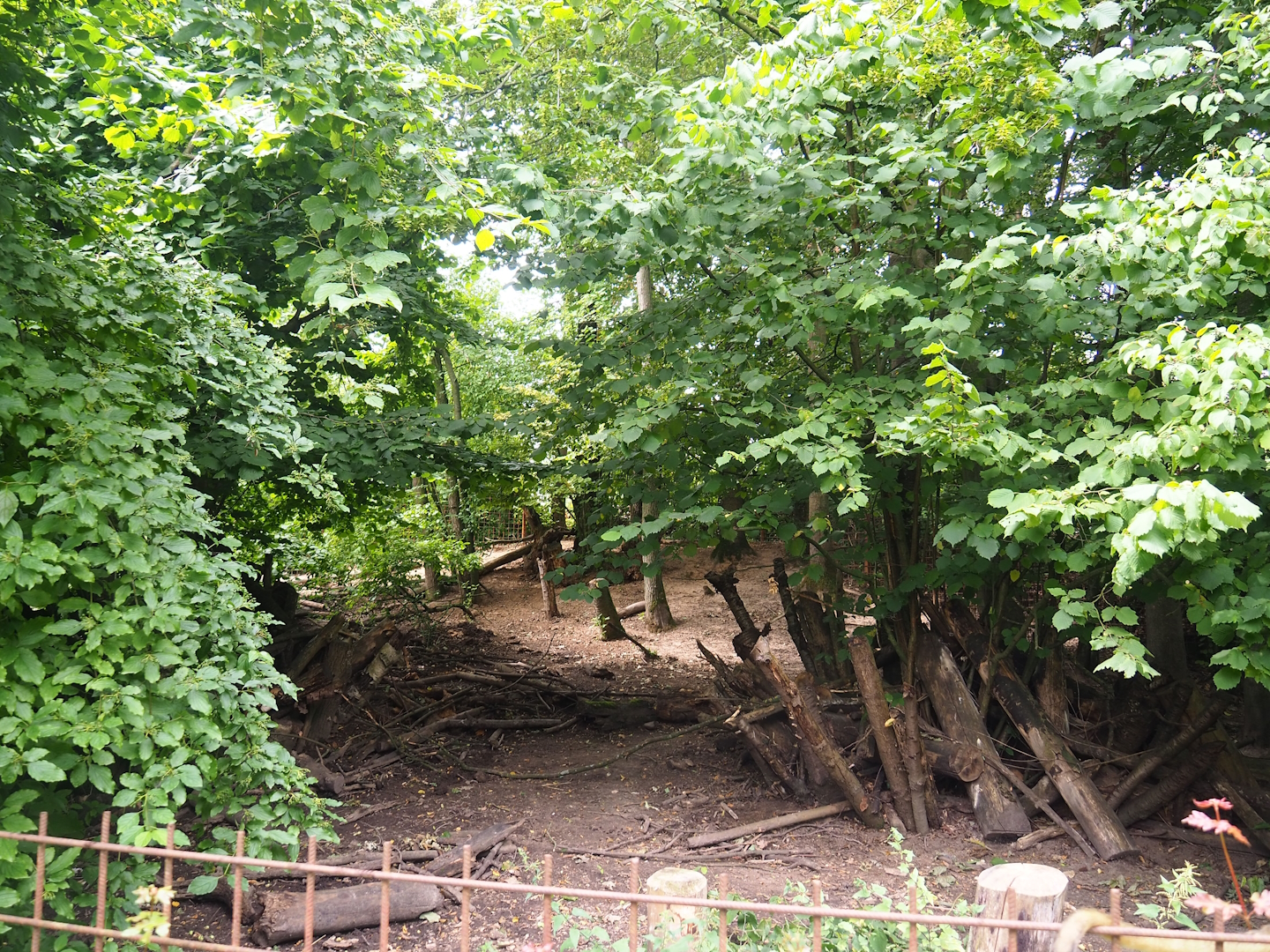 Southern white-lipped peccary exhibit (Within Bolivian squirrel monkey forest), 2023-07-18