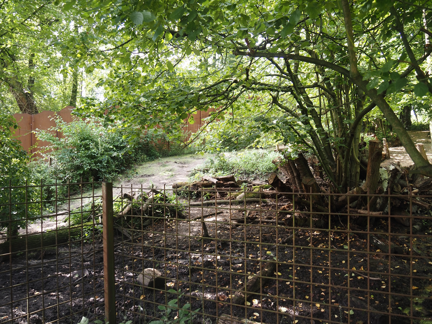 Southern white-lipped peccary exhibit within the squirrel monkey forest, 2024-08-21