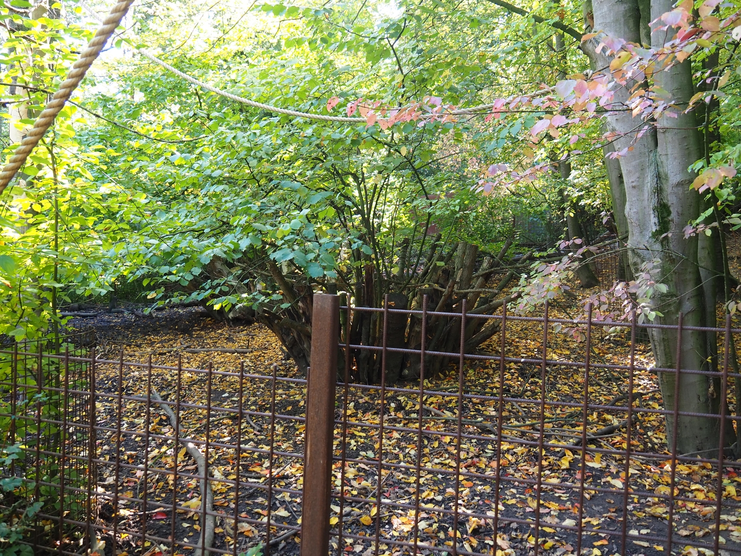 Southern white-lipped peccary paddock (Oct 13th, 2018)