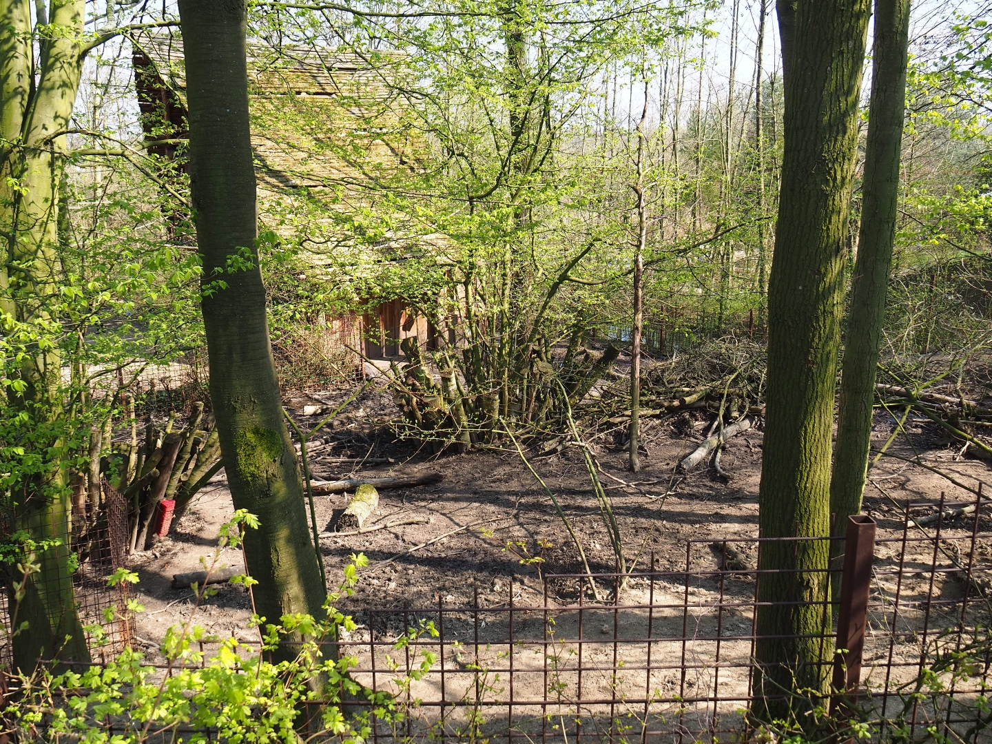 Southern white-lipped peccary pen, 2019-03-30