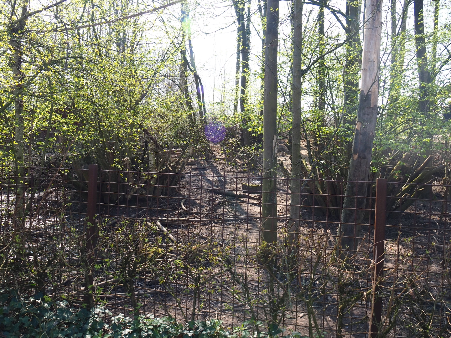 Southern white-lipped peccary pen, 2019-03-30