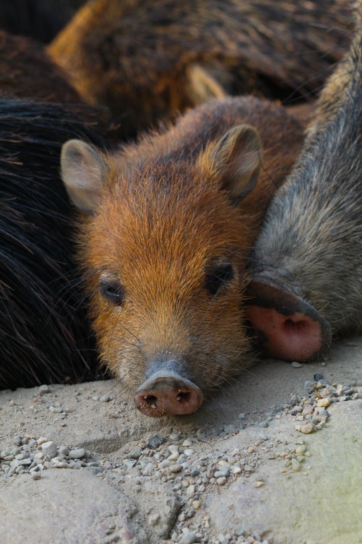 Southern White Lipped Peccary Piglet- September 2024