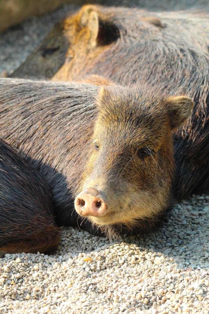 Southern White Lipped Peccary- September 2024