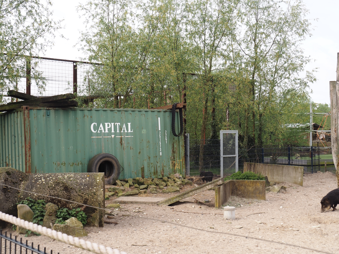 Southern white-lipped peccary stable and separation pen, 2024-04-14