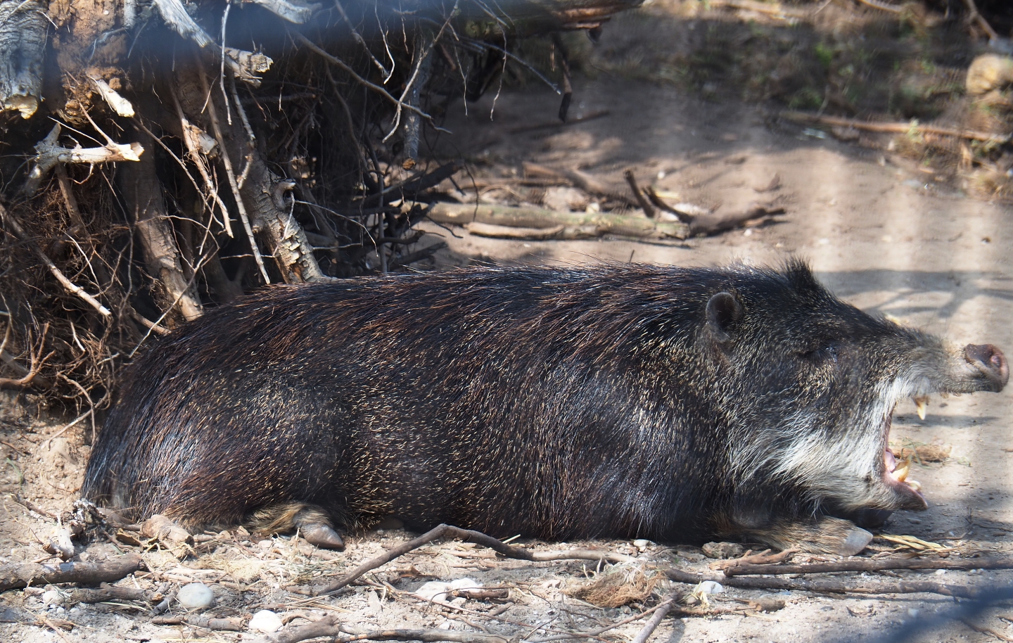 Southern white-lipped peccary (Tayassu pecari albirostris), 2019-04-06