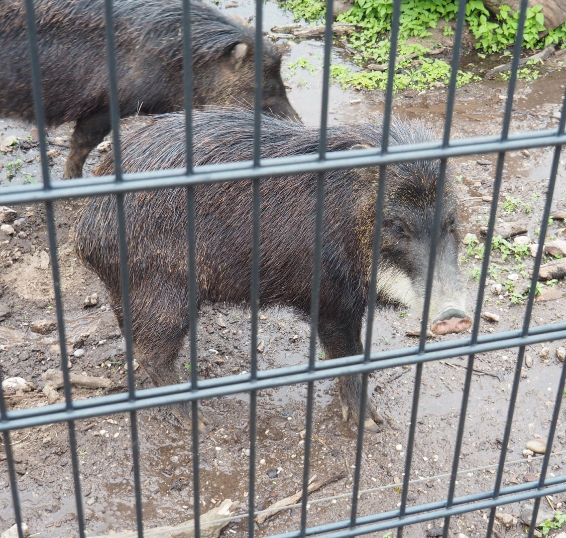 Southern white-lipped peccary (Tayassu pecari albirostris), 2022-05-17