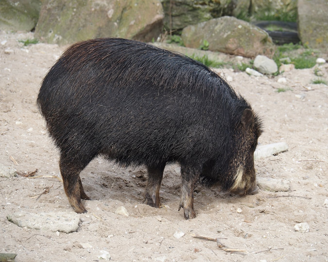 Southern white-lipped peccary (Tayassu pecari albirostris), 2024-04-14