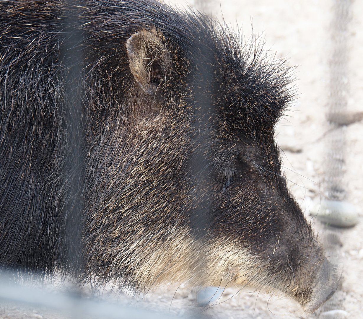 Southern white-lipped peccary (Tayassu pecari albirostris), 2024-04-14