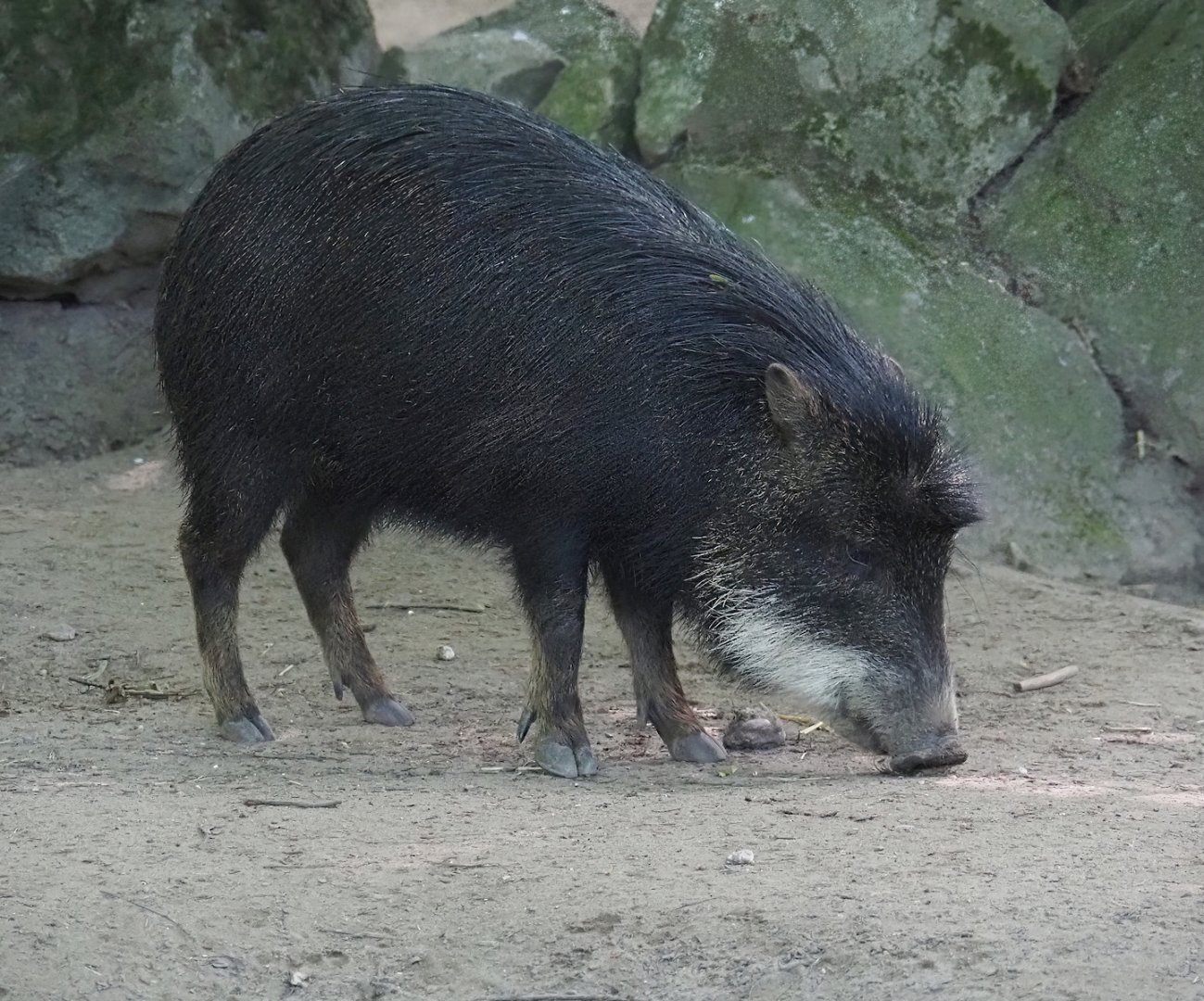 Southern white-lipped peccary (Tayassu pecari albirostris), 2024-06-08