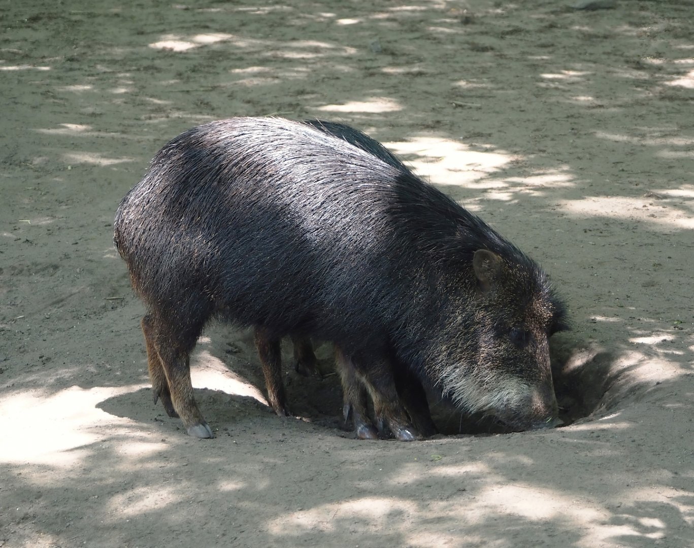 Southern white-lipped peccary (Tayassu pecari albirostris), 2024-06-08