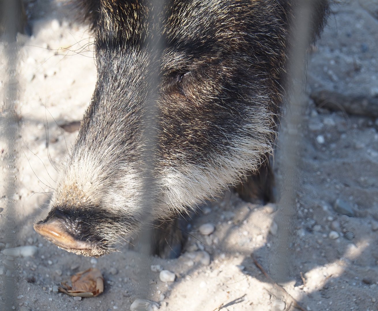 Southern white-lipped peccary (Tayassu pecari albirostris), 2025-04-12