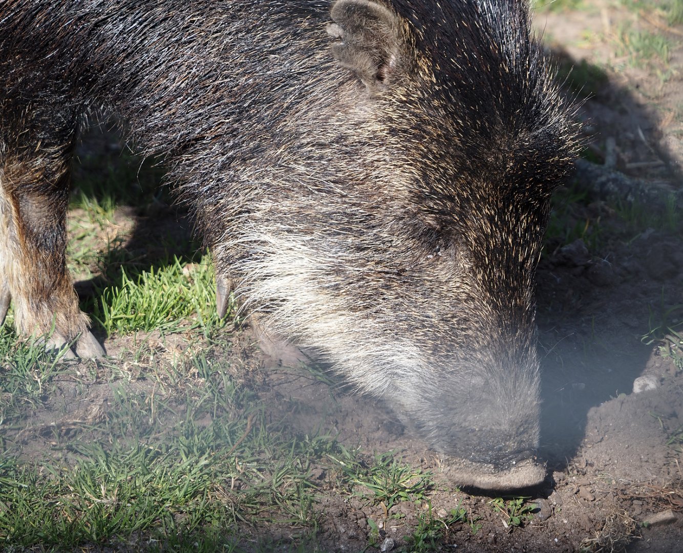 Southern white-lipped peccary (Tayassu pecari albirostris), 2025-04-12