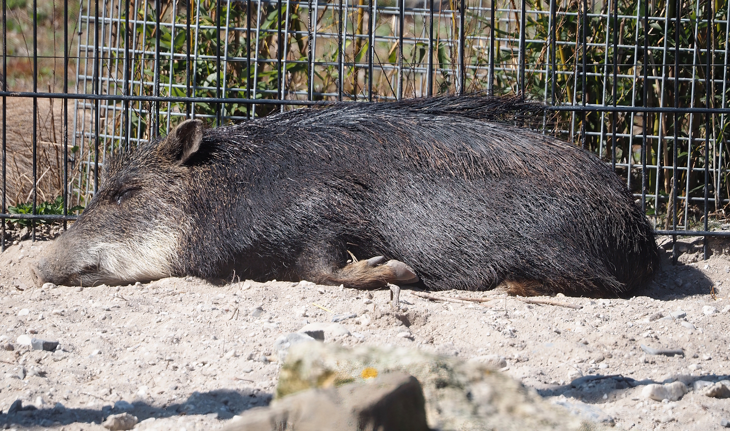 Southern white-lipped peccary (Tayassu pecari albirostris), 2025-04-12