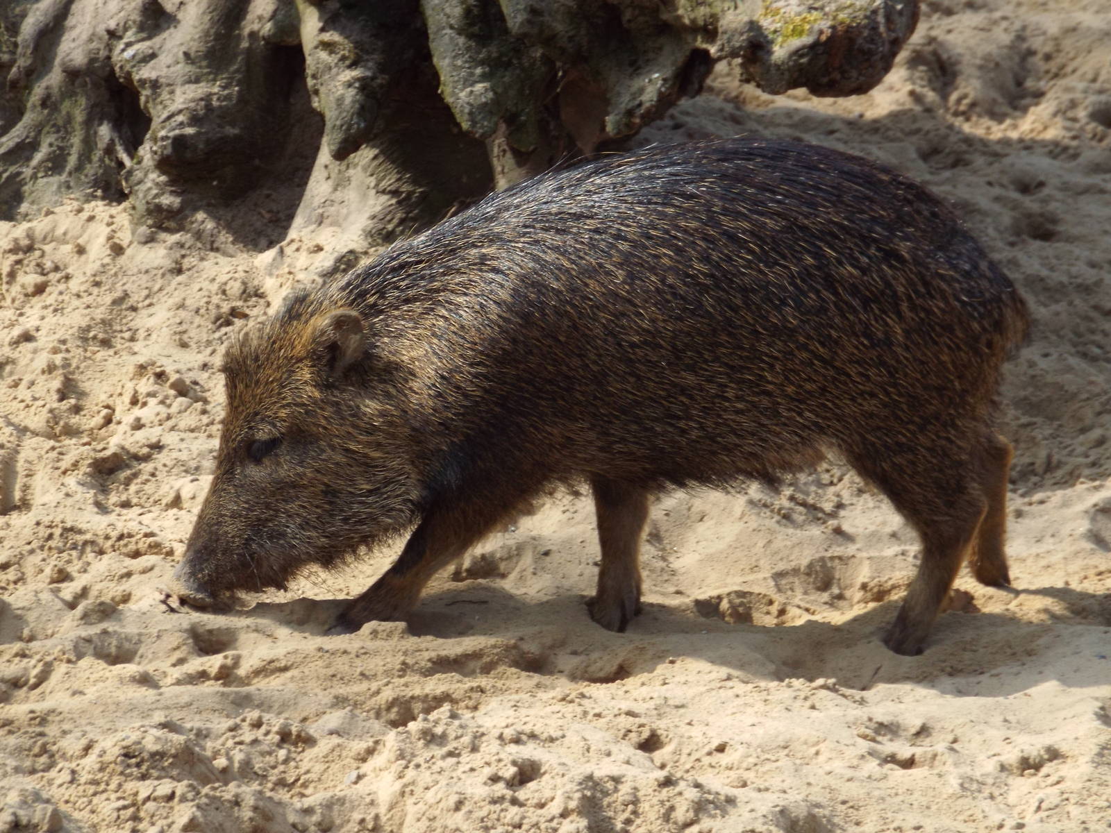 Southern White-lipped Peccary (Tayassu pecari albirostris) at Zoo Berlin -