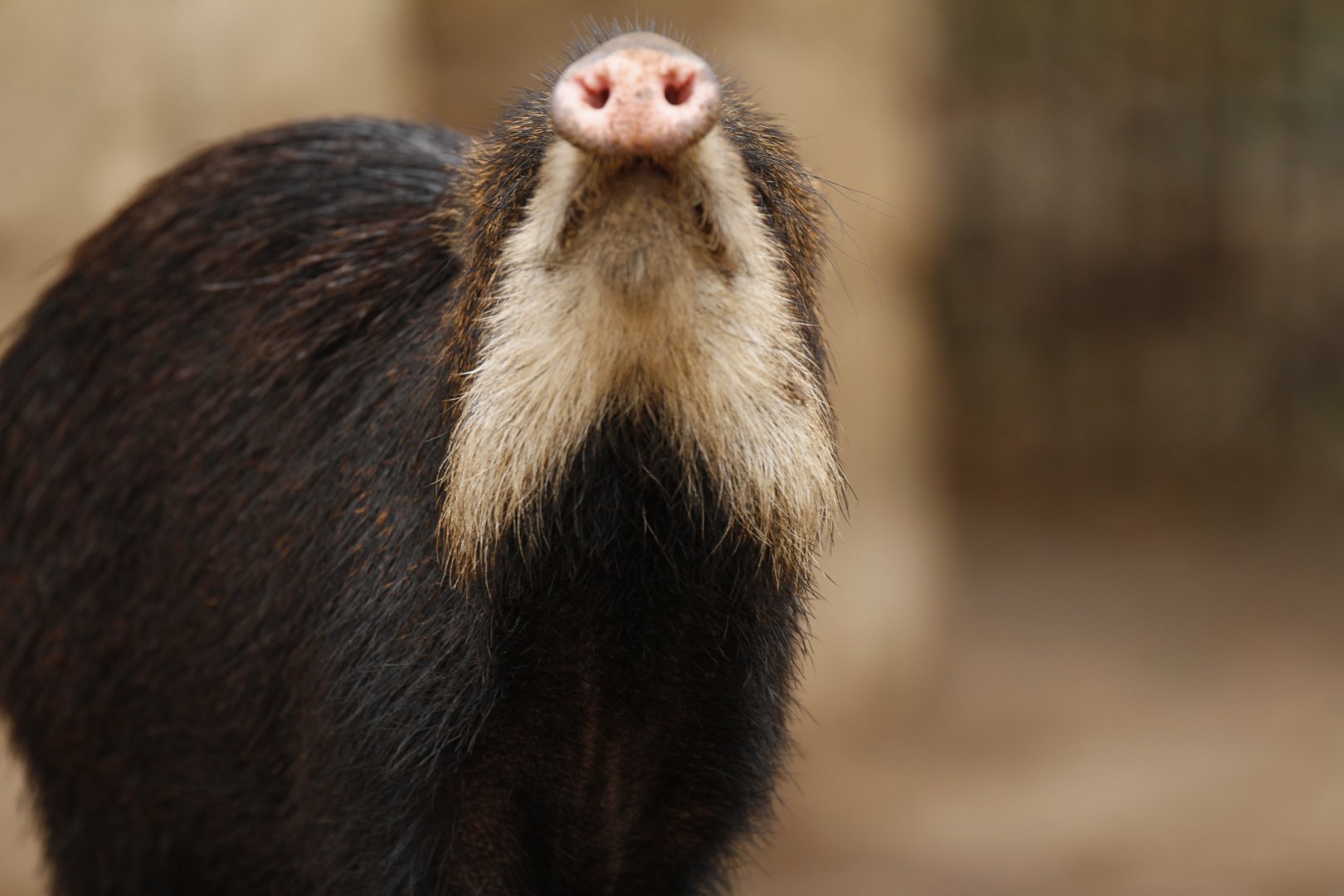 Southern white-lipped peccary (Tayassu pecari albirostris)