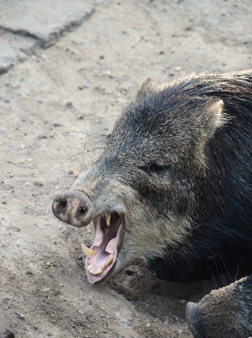 Southern white-lipped peccary, Tayassu pecari