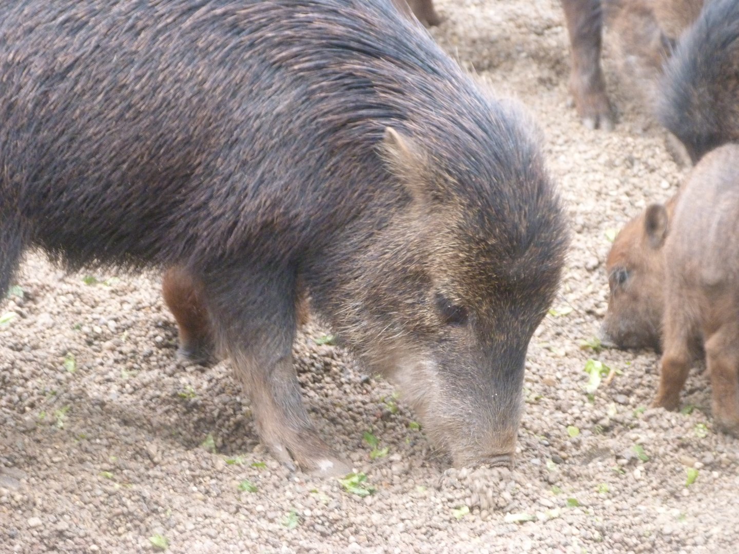 Southern white-lipped peccary -Zoologischer Garten Berlin (2024)
