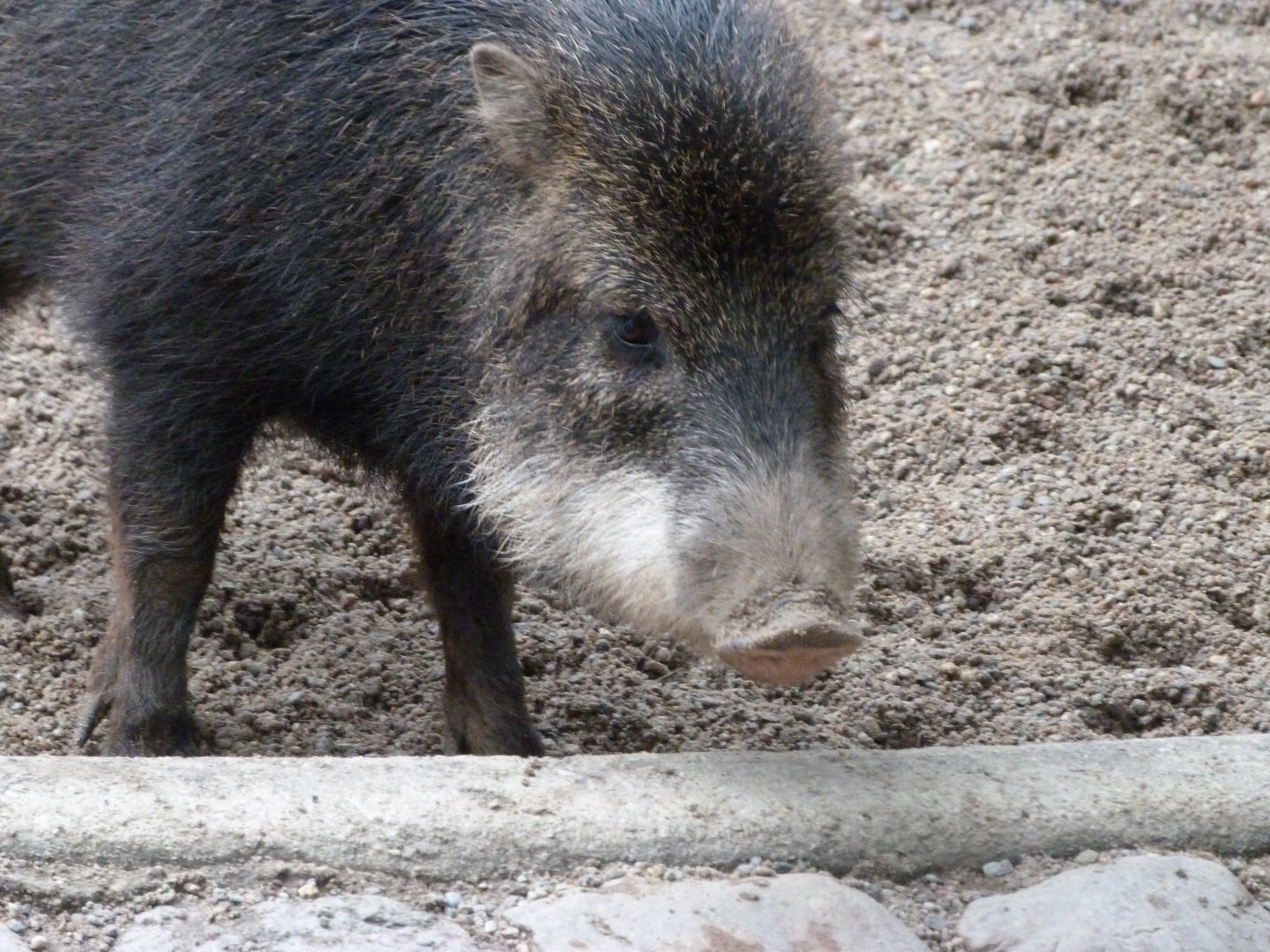 Southern white-lipped peccary -Zoologischer Garten Berlin (2024)