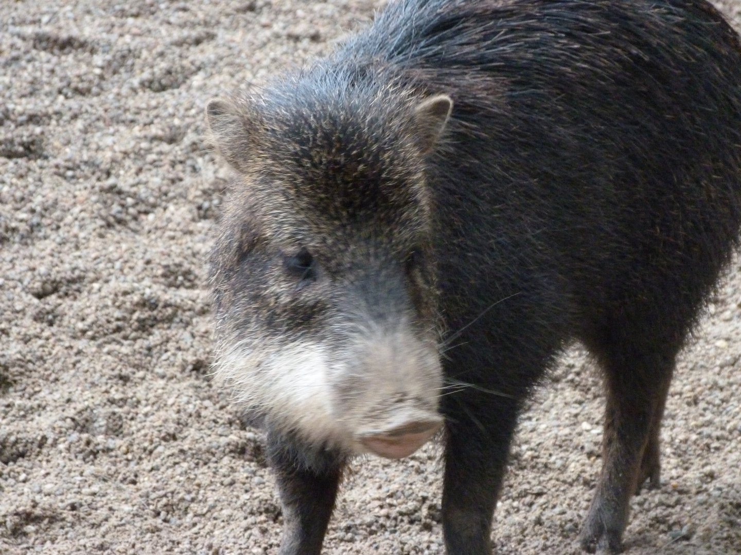 Southern white-lipped peccary -Zoologischer Garten Berlin (2024)