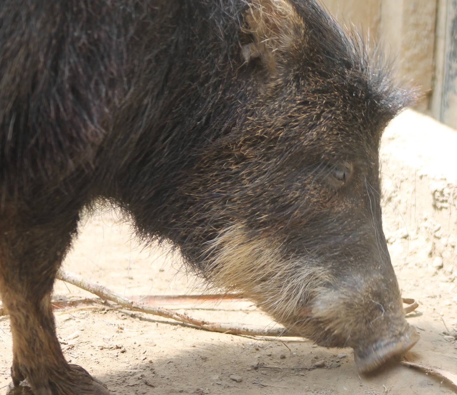 Southern white-lipped peccary