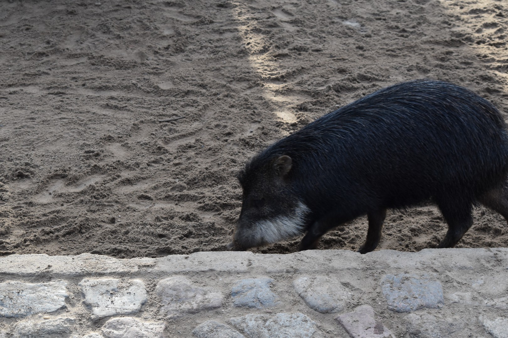 Southern white-lipped peccary