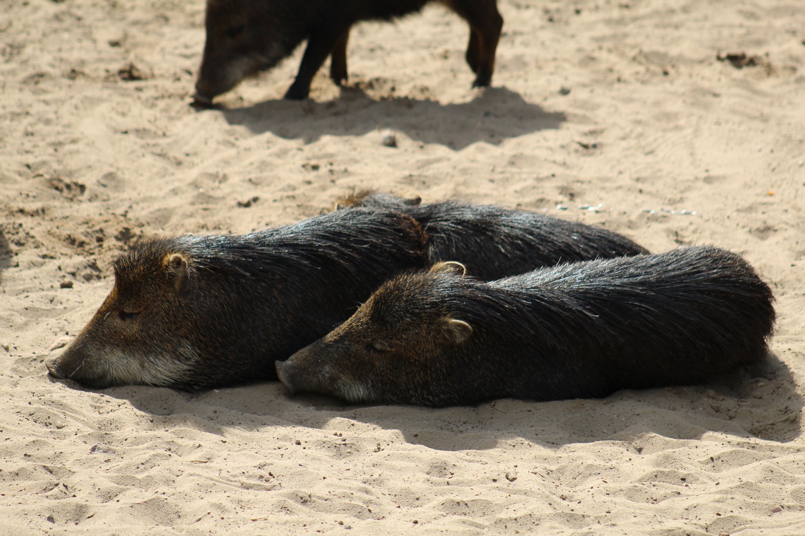 Southern White-Lipped Peccary