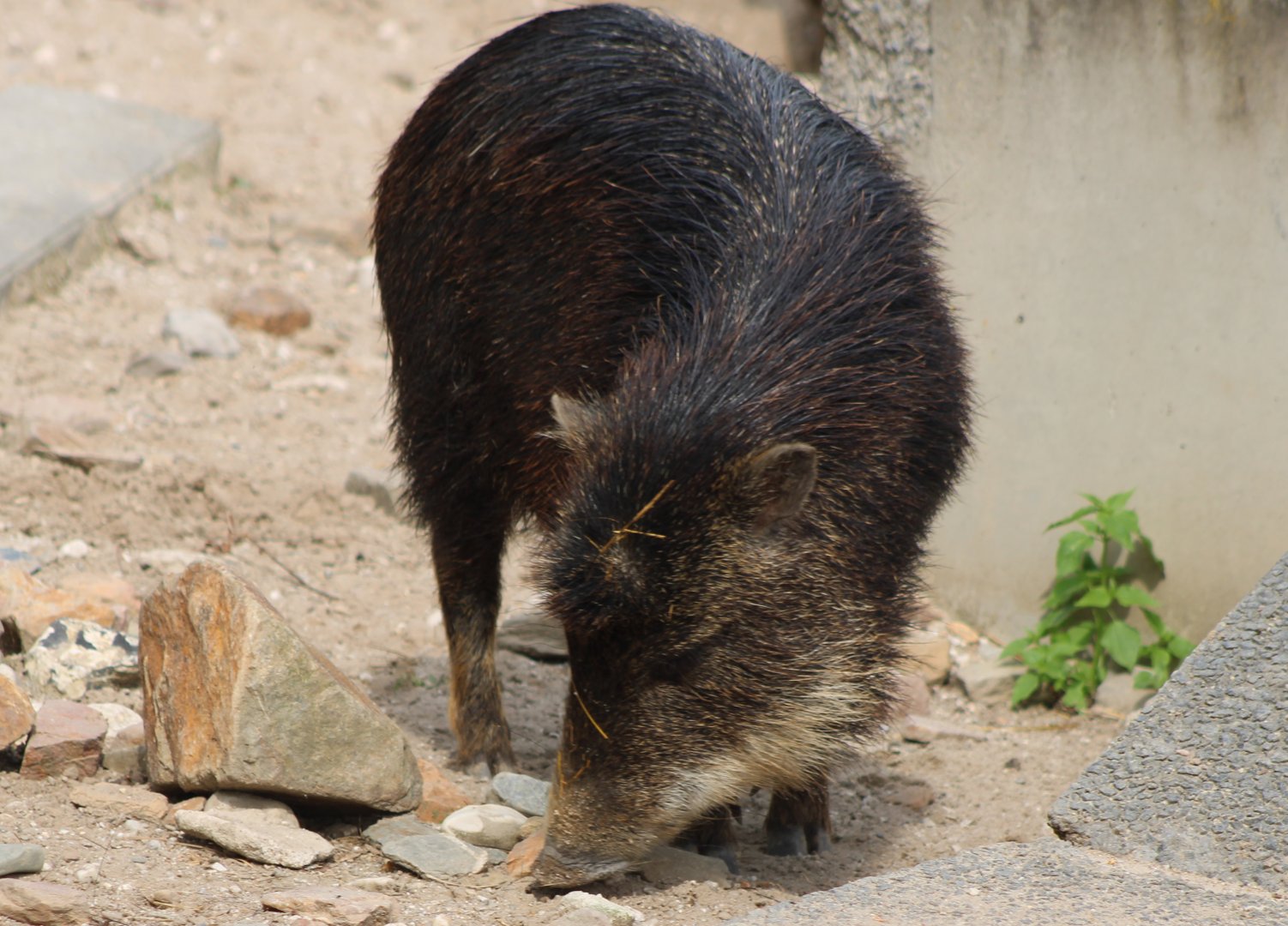 Southern white-lipped peccary