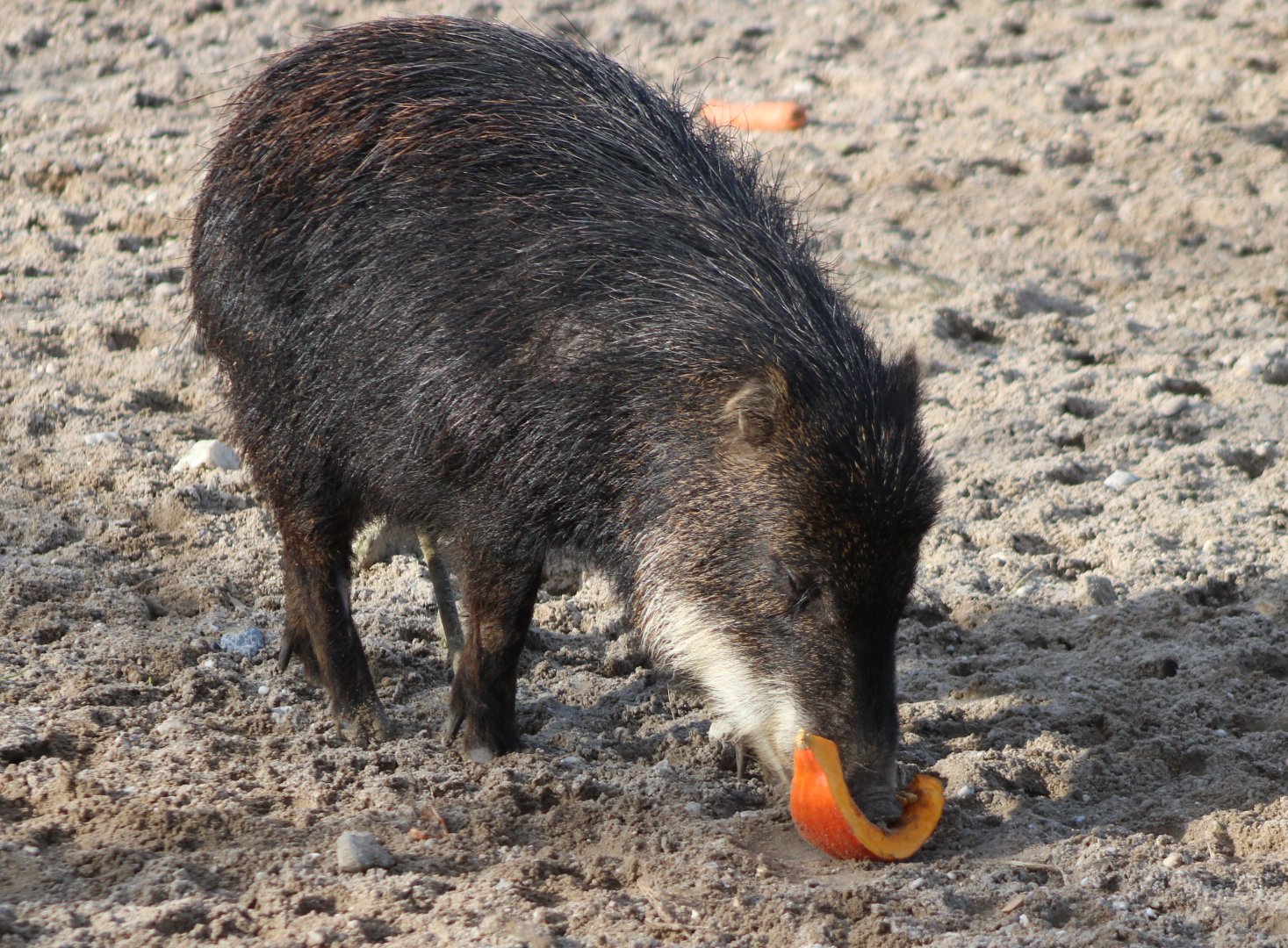 Southern white-lipped peccary