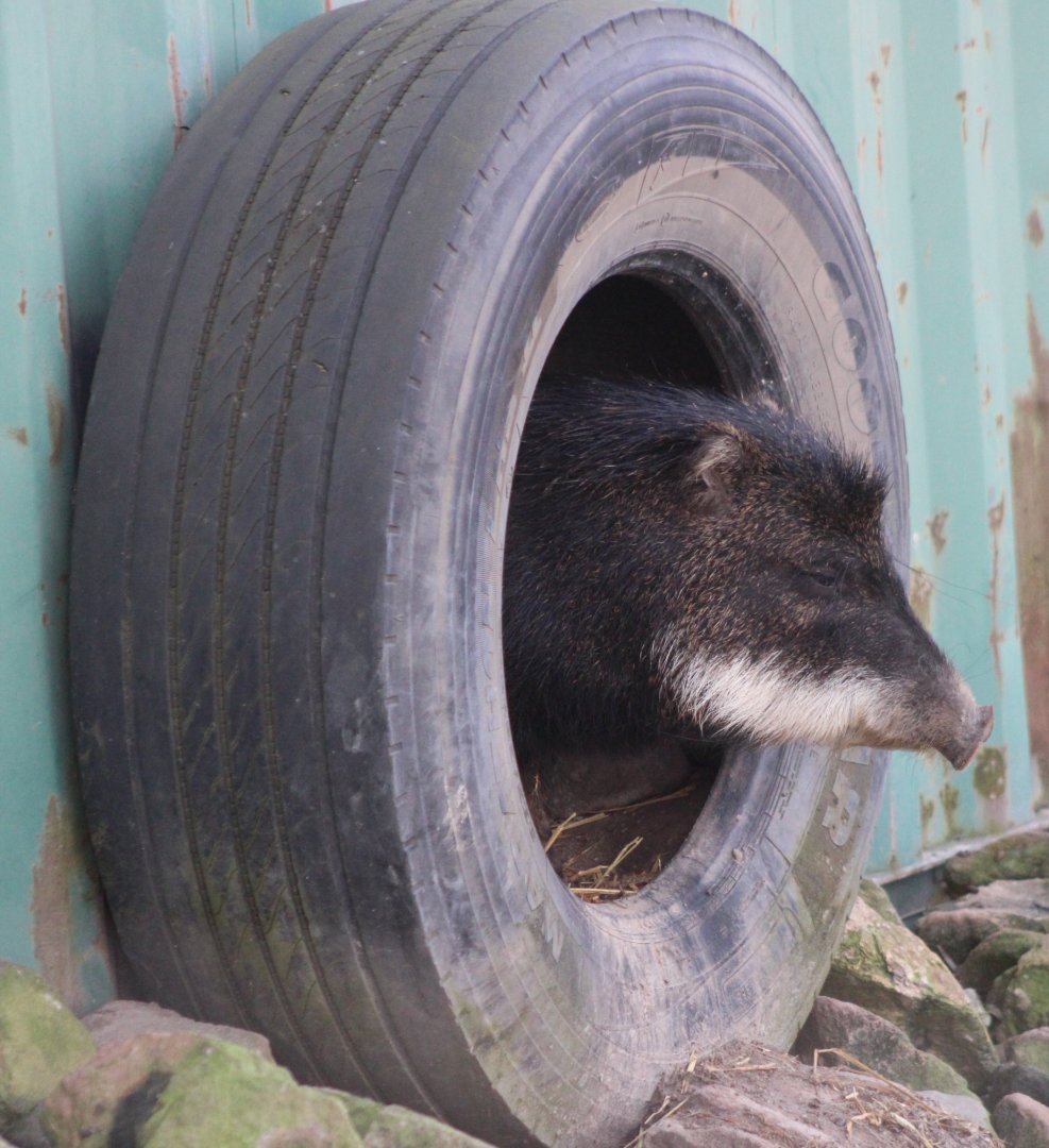 Southern white-lipped peccary