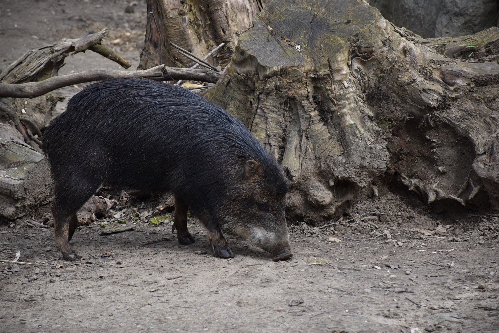 Southern white-lipped peccary
