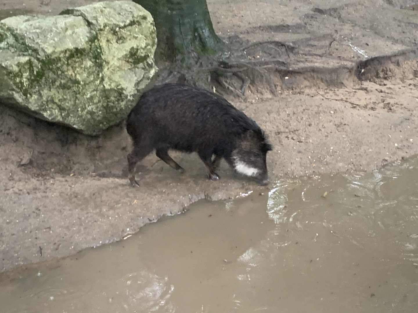 Southern white-lipped peccary