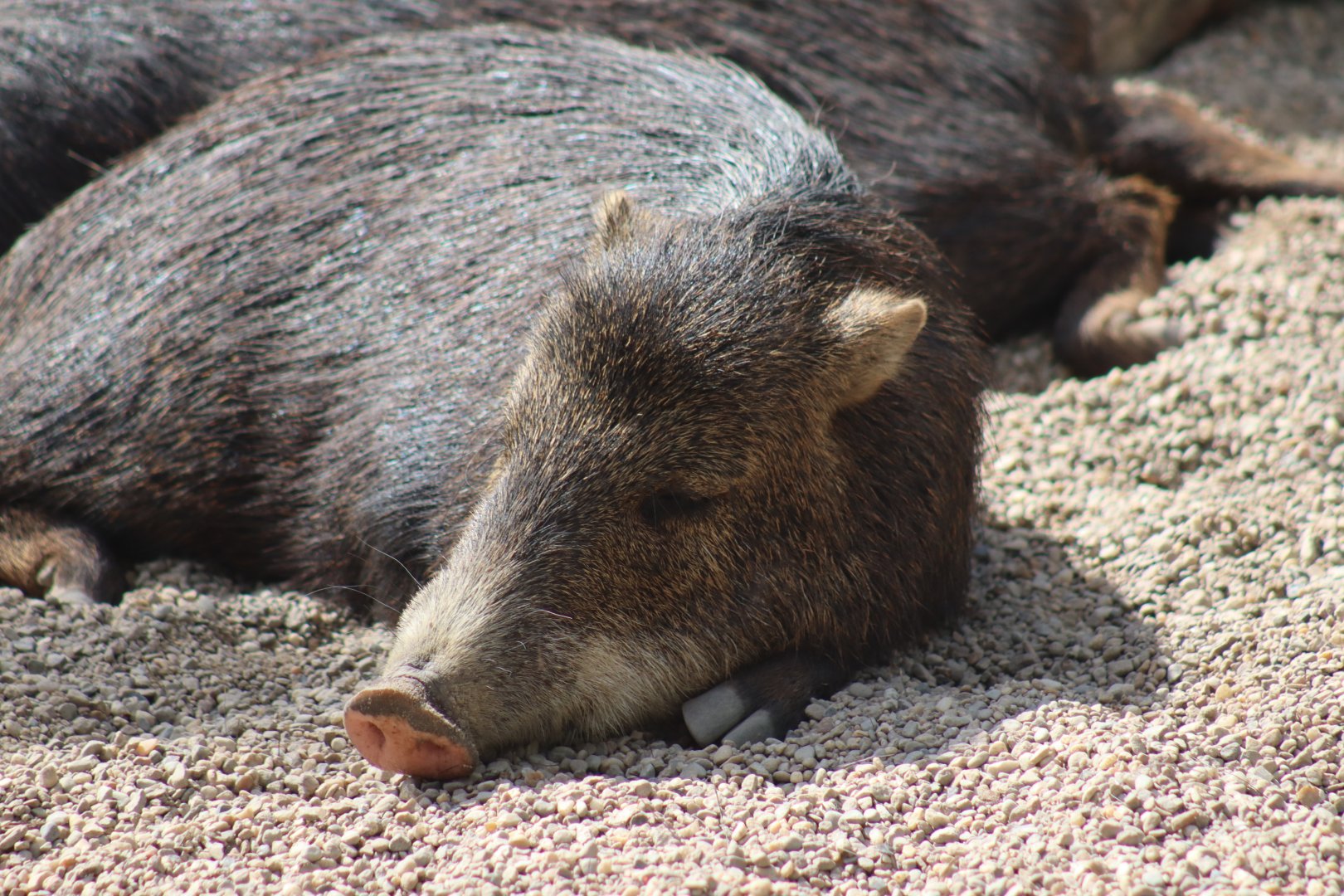 Southern white-lipped peccary