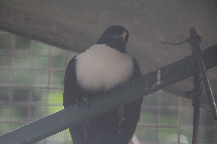 Southern white-necked myna (Streptocitta albicollis albicollis) - Bird Park