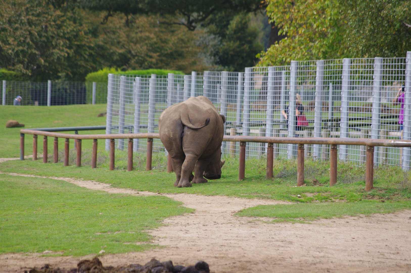 Southern White Rhino- 1/10/2023