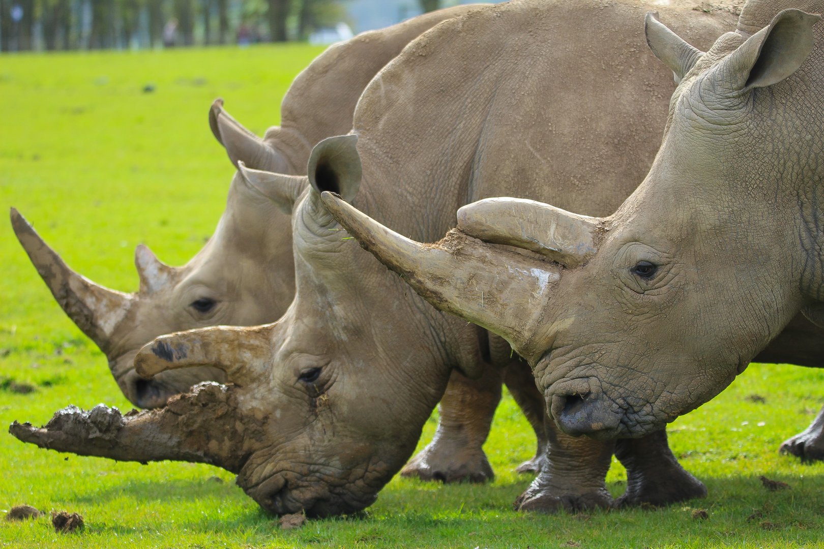 Southern White Rhino- 12th April 2024